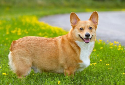 柯基犬最初曾担任哪种工作犬？-好门道 - 生活经验_行业门道_实用技巧_避坑指南