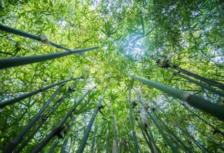 “外直中通,襟怀若谷”形容的是哪种植物?-好门道 - 生活经验_行业门道_实用技巧_避坑指南