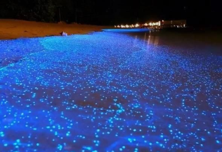 海洋在白天呈红色，夜晚出现“蓝眼泪”，原因很可能是？-好门道 - 生活经验_行业门道_实用技巧_避坑指南