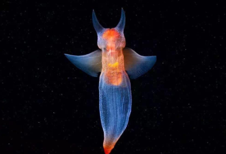 浮游软体动物“海天使”长着一对“天使翅膀”，猜猜它的学名叫？-好门道 - 生活经验_行业门道_实用技巧_避坑指南