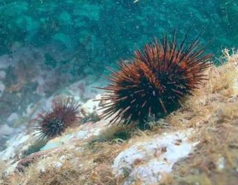 哪种海洋生物浑身是刺，有“海中仙人球”之称？-好门道 - 生活经验_行业门道_实用技巧_避坑指南
