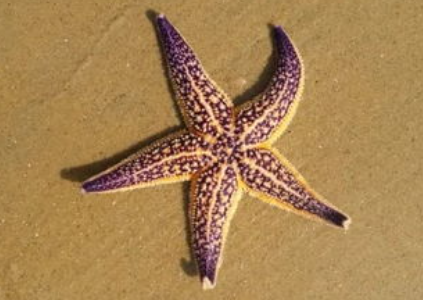 海星有眼睛吗?长在哪?-好门道 - 生活经验_行业门道_实用技巧_避坑指南