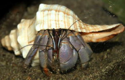 寄居蟹和砗磲，哪种海洋生物属于节肢动物？-好门道 - 生活经验_行业门道_实用技巧_避坑指南