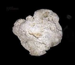 龙涎香来自于哪种海洋生物?-好门道 - 生活经验_行业门道_实用技巧_避坑指南
