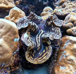 在贝类生物中,因体型巨大有“贝王”之称的是?-好门道 - 生活经验_行业门道_实用技巧_避坑指南