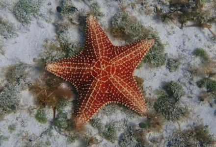海星是鱼类吗？-好门道 - 生活经验_行业门道_实用技巧_避坑指南
