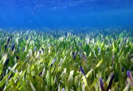 海草和海藻，哪种海洋植物会开花？-好门道 - 生活经验_行业门道_实用技巧_避坑指南
