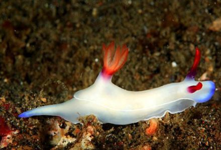 被人们称为“海兔”的海洋生物是?-好门道 - 生活经验_行业门道_实用技巧_避坑指南