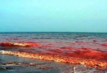 海洋灾害“赤潮”一般主要是由什么引起的？-好门道 - 生活经验_行业门道_实用技巧_避坑指南
