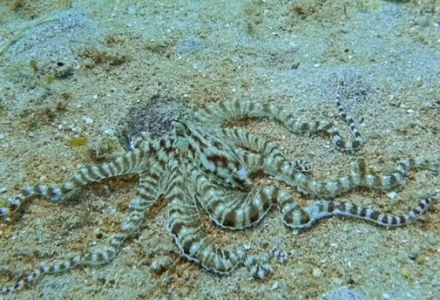 哪种章鱼能模仿十余种不同种类的海洋生物?-好门道 - 生活经验_行业门道_实用技巧_避坑指南